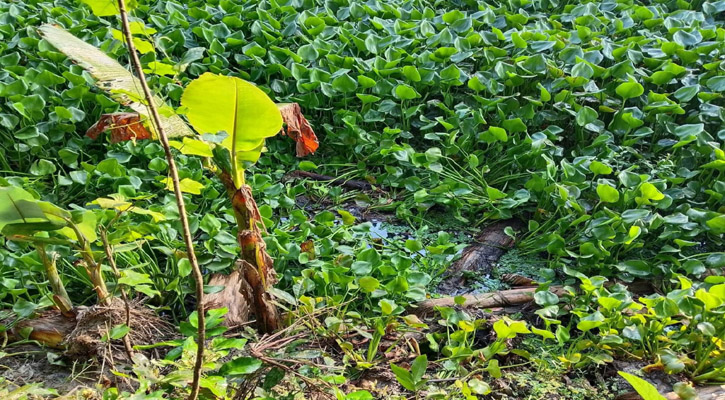 ৩য় সন্তানও মেয়ে হওয়ায় খালে ফেলে হত্যা, মা গ্রেপ্তার